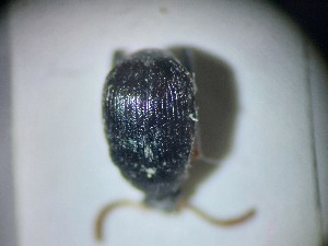  ( - ABOL-BIOBLITZ23-DR013)  @11 [ ] Unspecified (default): All Rights Reserved (2024) Dominik Rabl Unspecified
