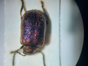  ( - ABOL-BIOBLITZ23-DR017)  @11 [ ] Unspecified (default): All Rights Reserved (2024) Dominik Rabl Unspecified