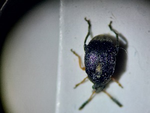  ( - ABOL-BIOBLITZ23-DR028)  @11 [ ] Unspecified (default): All Rights Reserved (2024) Dominik Rabl Unspecified