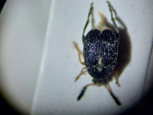  ( - ABOL-BIOBLITZ23-DR029)  @11 [ ] Unspecified (default): All Rights Reserved (2024) Dominik Rabl Unspecified