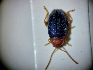  ( - ABOL-BIOBLITZ23-DR034)  @11 [ ] Unspecified (default): All Rights Reserved (2024) Dominik Rabl Unspecified
