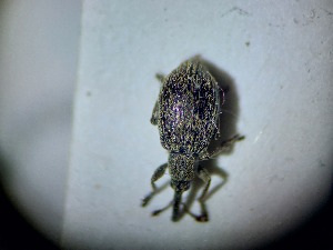  ( - ABOL-BIOBLITZ23-DR047)  @11 [ ] Unspecified (default): All Rights Reserved (2024) Dominik Rabl Unspecified