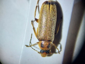  ( - ABOL-BIOBLITZ23-DR049)  @11 [ ] Unspecified (default): All Rights Reserved (2024) Dominik Rabl Unspecified