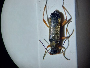  ( - ABOL-BIOBLITZ23-DR079)  @11 [ ] Unspecified (default): All Rights Reserved (2024) Dominik Rabl Unspecified