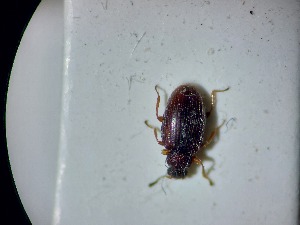  ( - ABOL-BIOBLITZ23-DR089)  @11 [ ] Unspecified (default): All Rights Reserved (2024) Dominik Rabl Unspecified