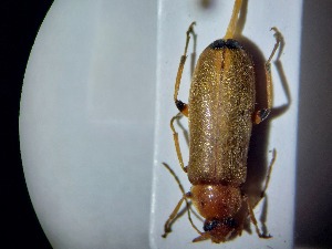  ( - ABOL-BIOBLITZ23-DR090)  @11 [ ] Unspecified (default): All Rights Reserved (2024) Dominik Rabl Unspecified