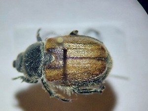  ( - ABOL-BIOBLITZ23-DR112)  @11 [ ] Unspecified (default): All Rights Reserved (2024) Dominik Rabl Unspecified
