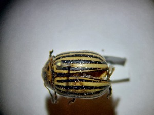  ( - ABOL-BIOBLITZ23-DR113)  @11 [ ] Unspecified (default): All Rights Reserved (2024) Dominik Rabl Unspecified