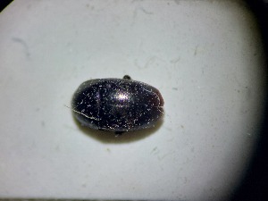  ( - ABOL-BIOBLITZ23-DR140)  @11 [ ] Unspecified (default): All Rights Reserved (2024) Dominik Rabl Unspecified