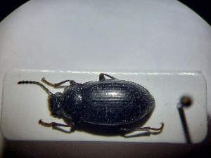  ( - ABOL-BIOBLITZ23-DR148)  @11 [ ] Unspecified (default): All Rights Reserved (2024) Dominik Rabl Unspecified