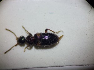  ( - ABOL-BIOBLITZ23-DR158)  @11 [ ] Unspecified (default): All Rights Reserved (2024) Dominik Rabl Unspecified