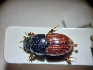  ( - ABOL-BIOBLITZ23-DR162)  @11 [ ] Unspecified (default): All Rights Reserved (2024) Dominik Rabl Unspecified