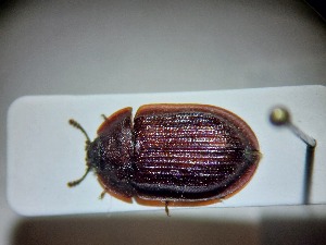  ( - ABOL-BIOBLITZ23-DR168)  @11 [ ] Unspecified (default): All Rights Reserved (2024) Dominik Rabl Unspecified