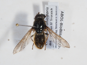  ( - ABOL-BioBlitz-2022-Szucsich-0117)  @11 [ ] Unspecified (default): All Rights Reserved (2025) Naturhistorisches Museum Wien Unspecified