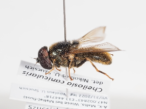  ( - ABOL-BioBlitz-2022-Szucsich-0117)  @11 [ ] Unspecified (default): All Rights Reserved (2025) Naturhistorisches Museum Wien Unspecified