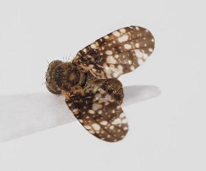  (Oxyna nebulosa - ABOL-BioBlitz-2023-HoTau-Szucsich-0044)  @11 [ ] CC-BY (2024) Natural history museum Vienna Natural history museum Vienna