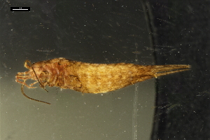  ( - ABOL-BioBlitz-2023-IC-Szucsich-0001)  @11 [ ] Unspecified (default): All Rights Reserved (2023) Natural history museum Vienna Unspecified