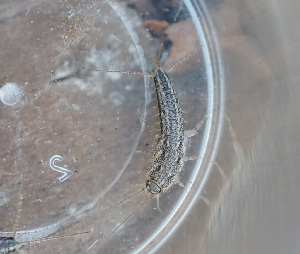  ( - ABOL-BioBlitz-2023-IC-Szucsich-0004)  @11 [ ] Unspecified (default): All Rights Reserved (2023) Natural history museum Vienna Unspecified