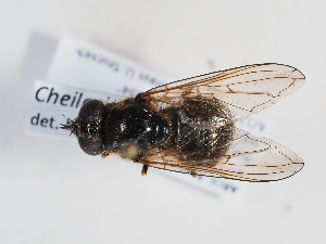  ( - ABOL-BioBlitz-2023-IC-Szucsich-0034)  @11 [ ] CC-BY (2025) Naturhistorisches Museum Wien Unspecified