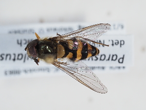  ( - ABOL-BioBlitz-2023-IC-Szucsich-0063)  @11 [ ] CC-BY (2025) Naturhistorisches Museum Wien Unspecified