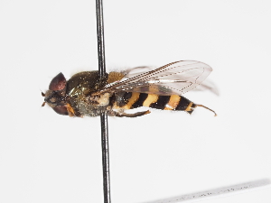  ( - ABOL-BioBlitz-2023-IC-Szucsich-0063)  @11 [ ] CC-BY (2025) Naturhistorisches Museum Wien Unspecified