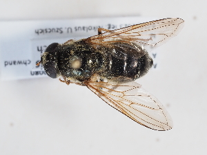  ( - ABOL-BioBlitz-2023-IC-Szucsich-0080)  @11 [ ] CC-BY (2025) Naturhistorisches Museum Wien Unspecified