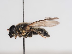  ( - ABOL-BioBlitz-2023-IC-Szucsich-0080)  @11 [ ] CC-BY (2025) Naturhistorisches Museum Wien Unspecified