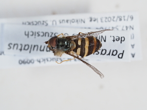  ( - ABOL-BioBlitz-2023-IC-Szucsich-0090)  @11 [ ] CC-BY (2025) Naturhistorisches Museum Wien Unspecified