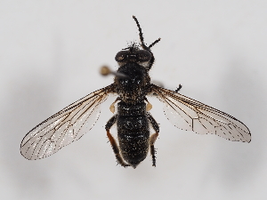  (Leptarthrus breviostris - ABOL-BioBlitz-2023-Nock-Szucsich-0047)  @11 [ ] CC-BY (2024) Naturhistorisches Museum Wien Naturhistorisches Museum Wien