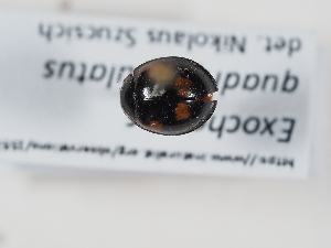  ( - ABOL-BioBlitz-2023-Szucsich-0007)  @11 [ ] Unspecified (default): All Rights Reserved (2025) Naturhistorisches Museum Wien Unspecified