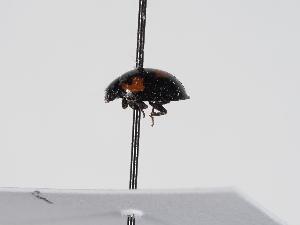  ( - ABOL-BioBlitz-2023-Szucsich-0007)  @11 [ ] Unspecified (default): All Rights Reserved (2025) Naturhistorisches Museum Wien Unspecified