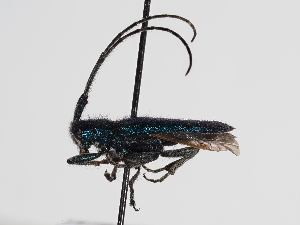  ( - ABOL-BioBlitz-2023-Szucsich-0015)  @11 [ ] Unspecified (default): All Rights Reserved (2023) Natural history museum Vienna Unspecified