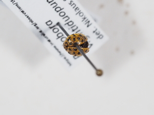  ( - ABOL-BioBlitz-2023-Szucsich-0055)  @11 [ ] Unspecified (default): All Rights Reserved (2025) Naturhistorisches Museum Wien Unspecified