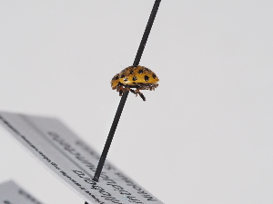  ( - ABOL-BioBlitz-2023-Szucsich-0055)  @11 [ ] Unspecified (default): All Rights Reserved (2025) Naturhistorisches Museum Wien Unspecified