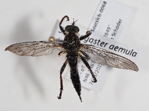  ( - ABOL-BioBlitz-2023-Szucsich-0068)  @11 [ ] Unspecified (default): All Rights Reserved (2023) Natural history museum Vienna Unspecified
