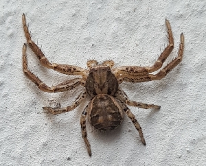  (Xysticus gr. cristatus - ABOL-BioBlitz-2023-Szucsich-0087)  @11 [ ] Unspecified (default): All Rights Reserved (2023) Natural history museum Vienna Unspecified