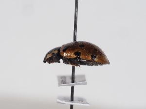  ( - ABOL-BioBlitz-2024-Szucsich-Kar-0013)  @11 [ ] Unspecified (default): All Rights Reserved (2025) Naturhistorisches Museum Wien Unspecified