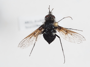  ( - ABOL-BioBlitz-2024-Szucsich-Kar-0041)  @11 [ ] Unspecified (default): All Rights Reserved (2025) Naturhistorisches Museum Wien Unspecified