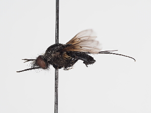  ( - ABOL-BioBlitz-2024-Szucsich-Kar-0041)  @11 [ ] Unspecified (default): All Rights Reserved (2025) Naturhistorisches Museum Wien Unspecified