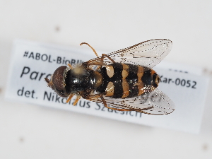  ( - ABOL-BioBlitz-2024-Szucsich-Kar-0052)  @11 [ ] Unspecified (default): All Rights Reserved (2025) Naturhistorisches Museum Wien Unspecified