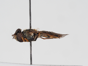  ( - ABOL-BioBlitz-2024-Szucsich-Kar-0052)  @11 [ ] Unspecified (default): All Rights Reserved (2025) Naturhistorisches Museum Wien Unspecified