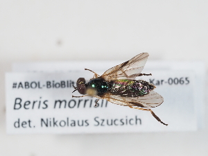  ( - ABOL-BioBlitz-2024-Szucsich-Kar-0065)  @11 [ ] Unspecified (default): All Rights Reserved (2025) Naturhistorisches Museum Wien Unspecified