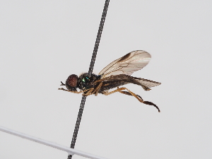  ( - ABOL-BioBlitz-2024-Szucsich-Kar-0065)  @11 [ ] Unspecified (default): All Rights Reserved (2025) Naturhistorisches Museum Wien Unspecified