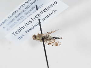  (Tephritis hendeliana - ABOL-BioBlitz-2025-Szucsich-IC-0019)  @11 [ ] Unspecified (default): All Rights Reserved (2025) Naturhistorisches Museum Wien Unspecified