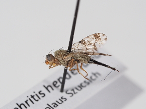  ( - ABOL-BioBlitz-2025-Szucsich-IC-0019)  @11 [ ] Unspecified (default): All Rights Reserved (2025) Naturhistorisches Museum Wien Unspecified