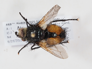  ( - ABOL-BioBlitz-2025-Szucsich-IC-0025)  @11 [ ] Unspecified (default): All Rights Reserved (2025) Naturhistorisches Museum Wien Unspecified