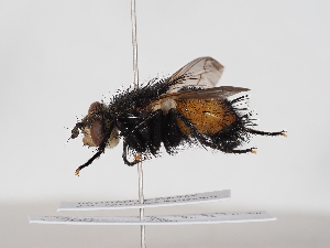  ( - ABOL-BioBlitz-2025-Szucsich-IC-0025)  @11 [ ] Unspecified (default): All Rights Reserved (2025) Naturhistorisches Museum Wien Unspecified