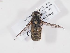  ( - ABOL-BioBlitz-2025-Szucsich-IC-0026)  @11 [ ] Unspecified (default): All Rights Reserved (2025) Naturhistorisches Museum Wien Unspecified