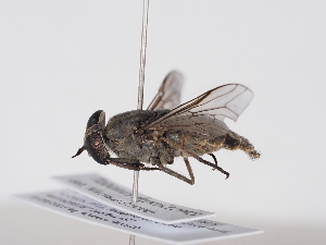  ( - ABOL-BioBlitz-2025-Szucsich-IC-0026)  @11 [ ] Unspecified (default): All Rights Reserved (2025) Naturhistorisches Museum Wien Unspecified