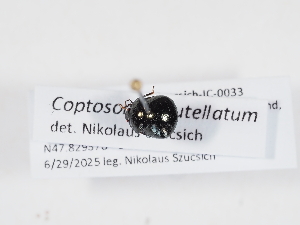  ( - ABOL-BioBlitz-2025-Szucsich-IC-0033)  @11 [ ] Unspecified (default): All Rights Reserved (2025) Naturhistorisches Museum Wien Unspecified